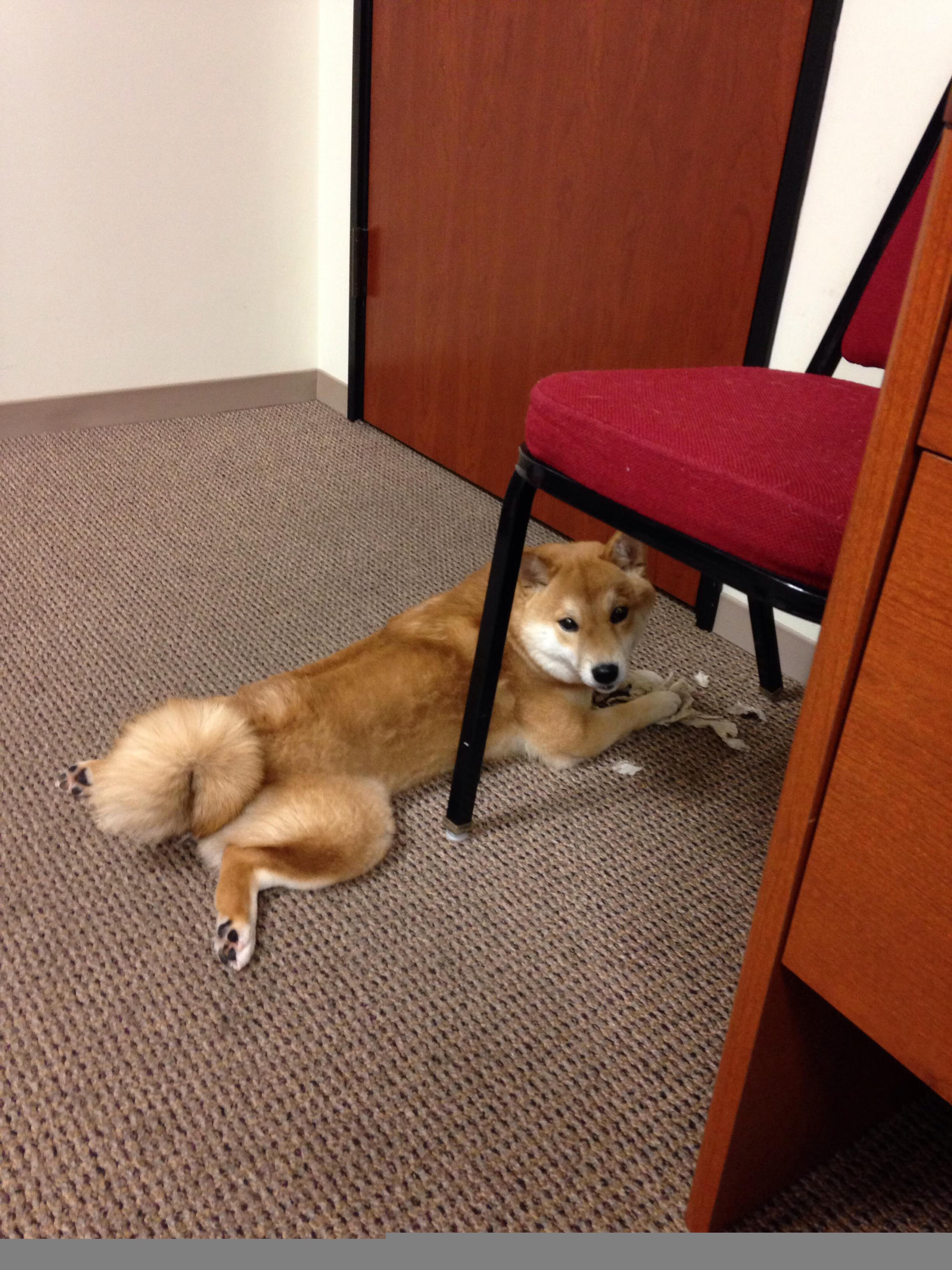 _未来趋势:网球运动的数字化和智能化发展_,网球发展现状