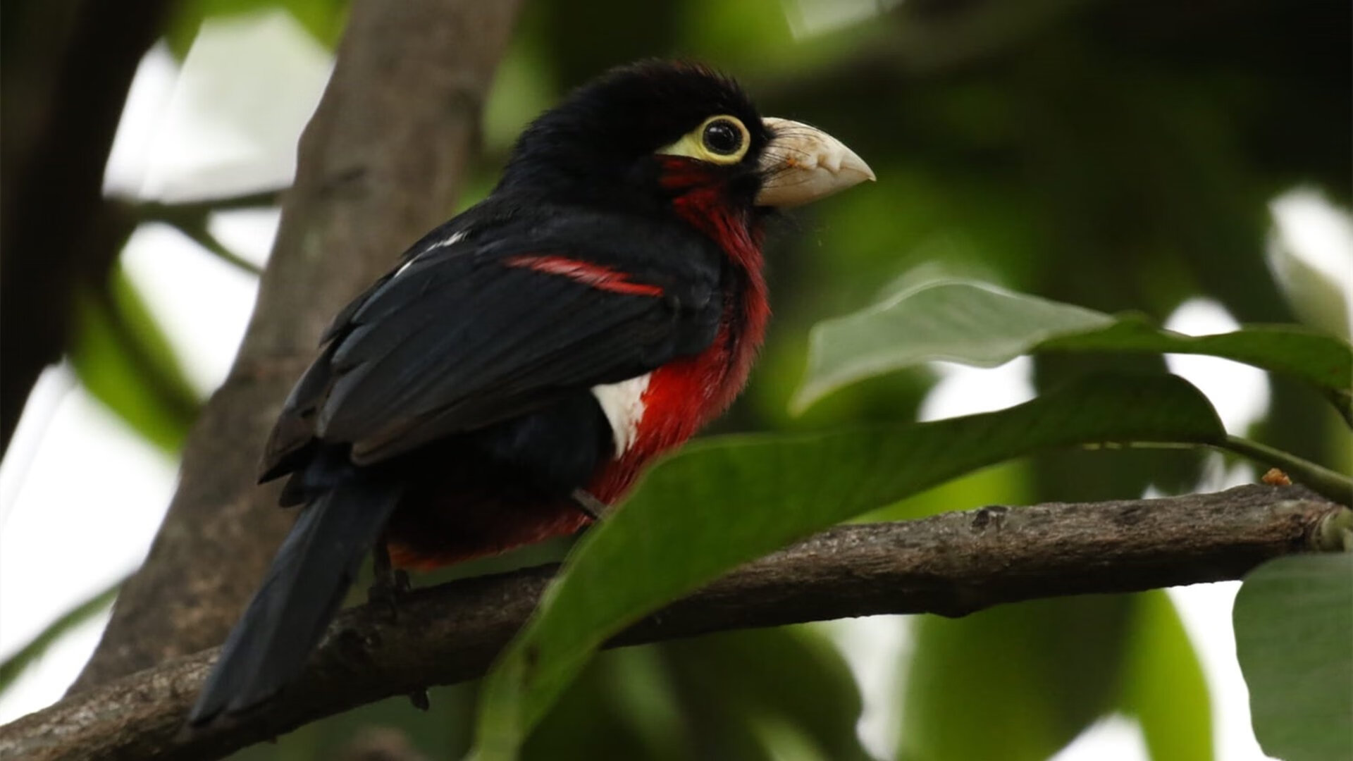 【运动员心路】丁俊晖:比赛压力背后的心态调节技巧,丁俊晖抗压能力