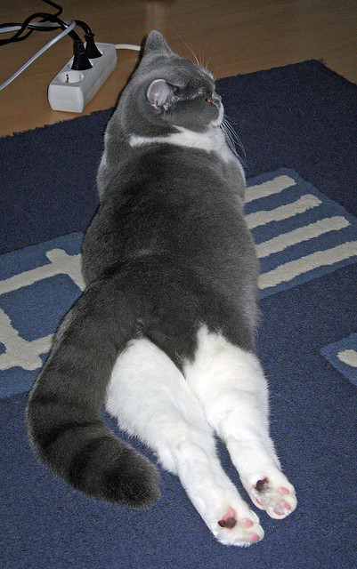 开云网页版登录入口-意甲：国际米兰2-2平罗马，卢卡库和迪巴拉各入一球，意甲-卢卡库点射劳塔罗制胜 国米2-1豪取联赛8连胜