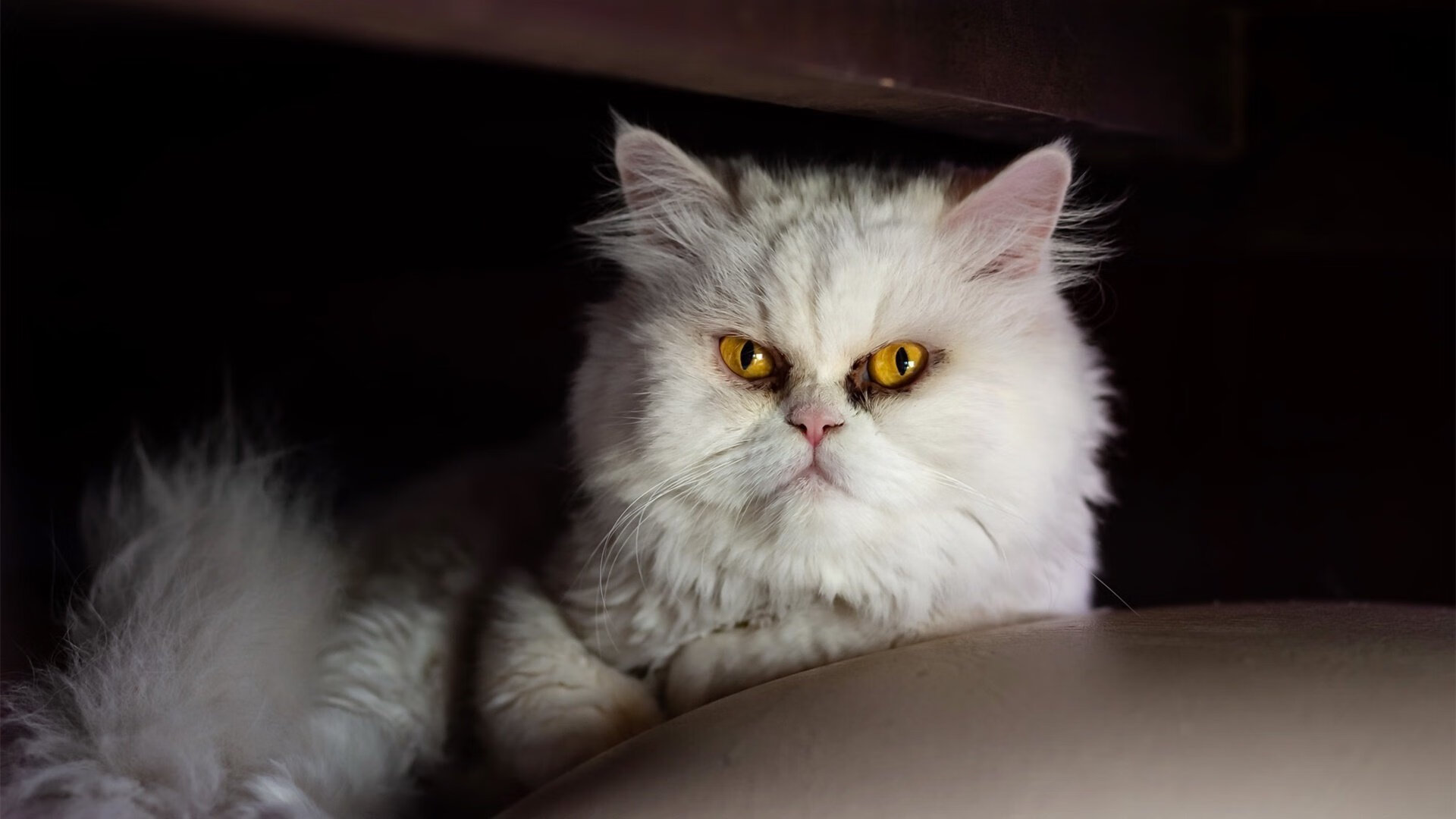 开云官方-远射“绝技”惊艳全场，欧冠的精彩瞬间合集，足坛远射集锦