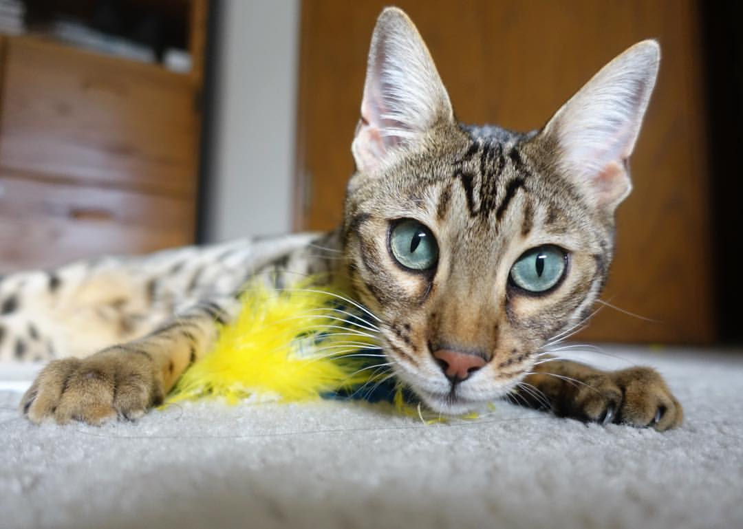 开云·体育官网-青训科技成果不断突破，智能训练系统在青少年中逐步推广，青训训练内容