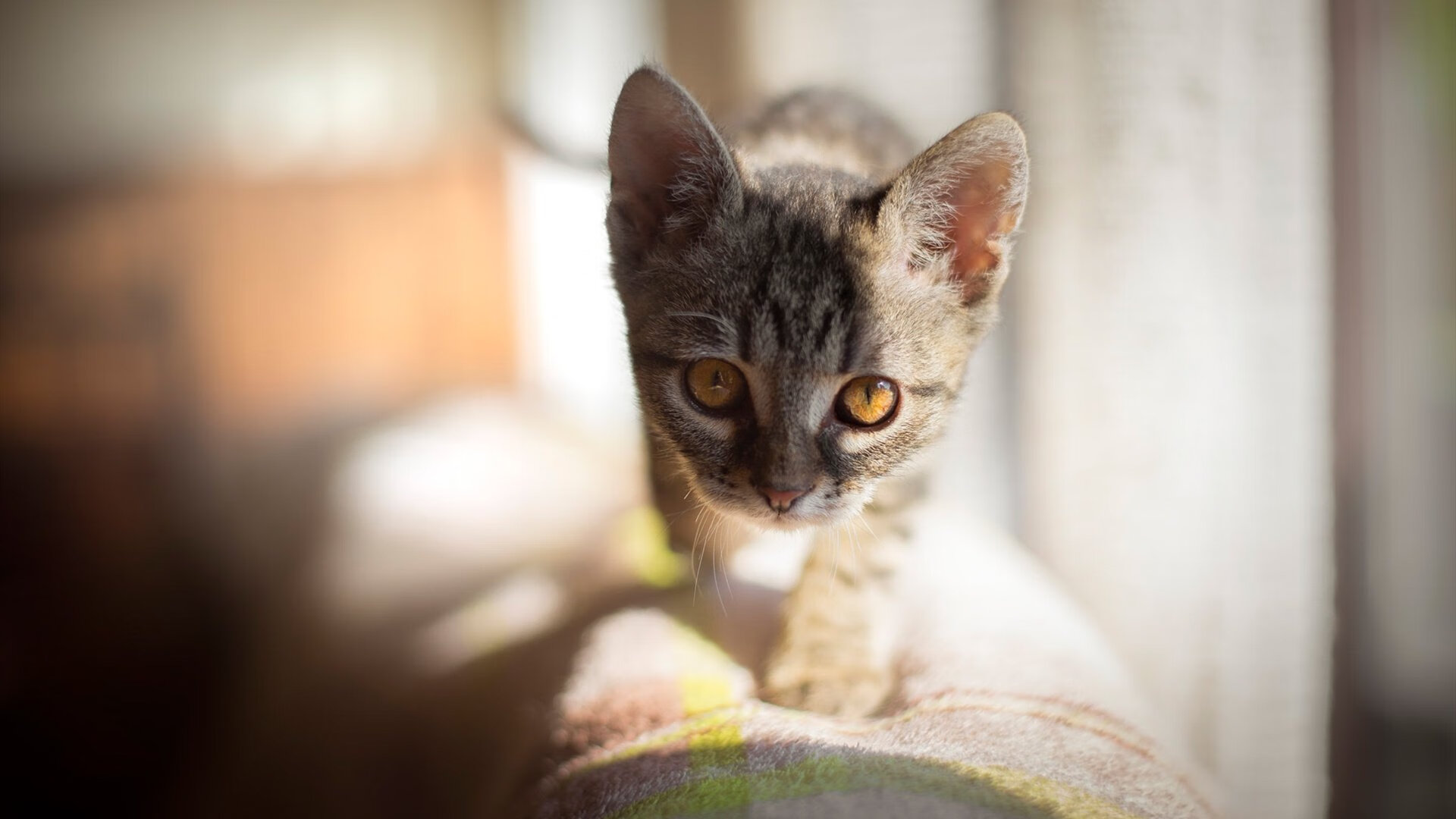 EDG新人选手表现抢眼,edg战队队员首发