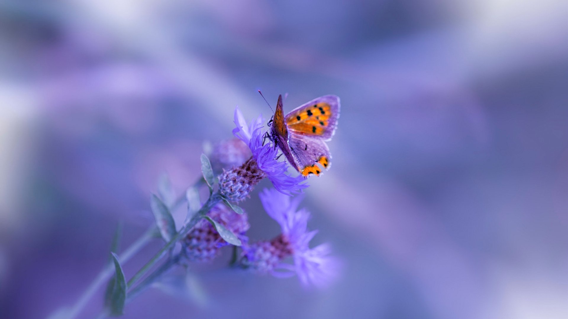 KAIYUNAPP-北京国安连续获胜保持强势，北京国安赢了吗