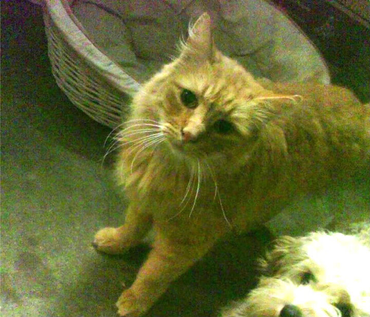 腾讯电竞赛事体系强化跨界合作,腾讯进军电竞