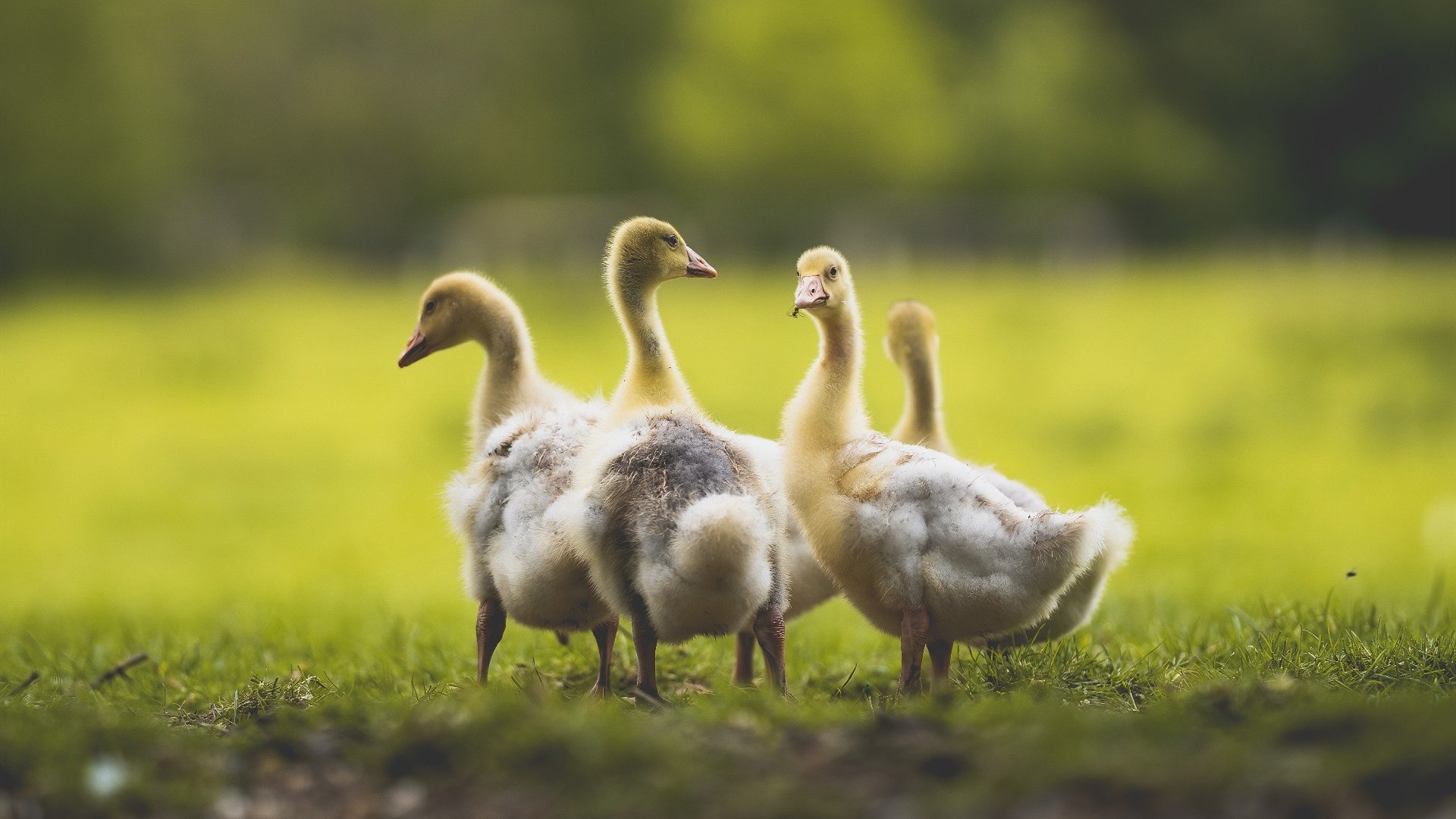 kaiyun体育app-中国蛙王覃海洋决赛亮相，覃海洋200米蛙泳