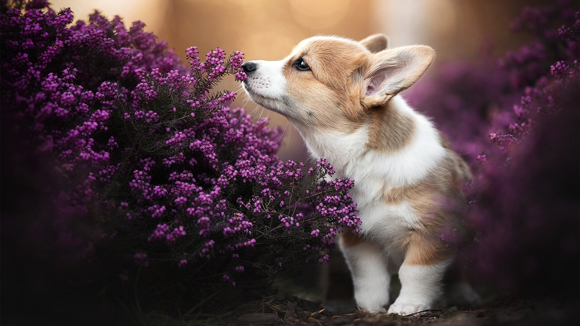 简:凭借灵活的跑位和出色的带球能力,成为全黑队进攻核心